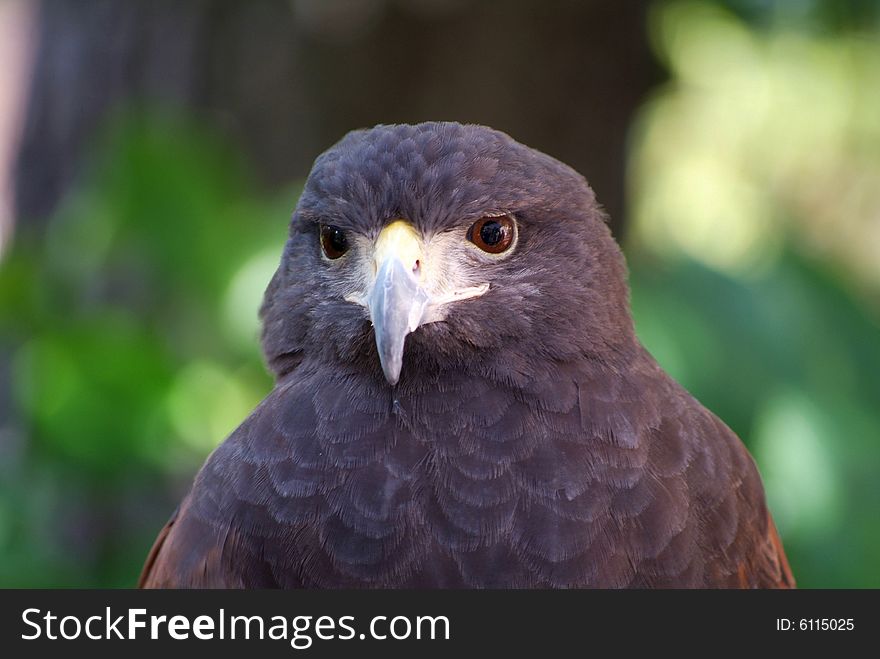 Close up of falcon face