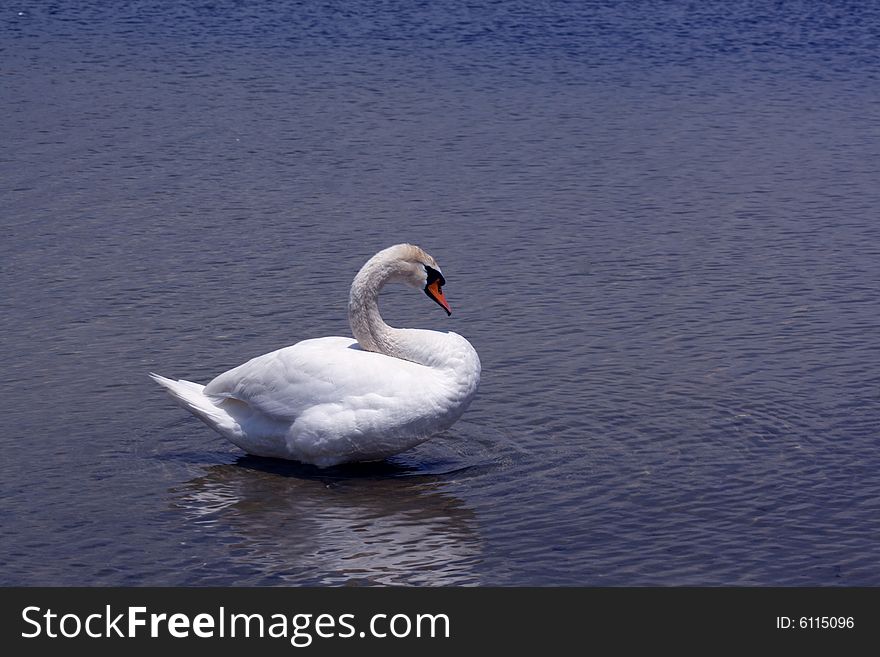 One swan in the water at a Provincial park. One swan in the water at a Provincial park