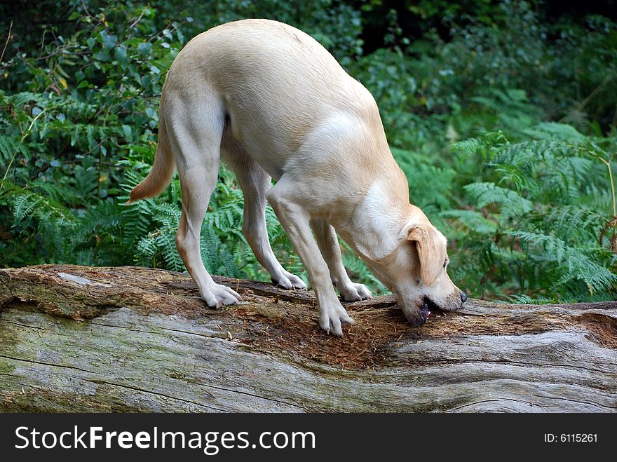 Shot of a labrador on a fallen tree. Shot of a labrador on a fallen tree