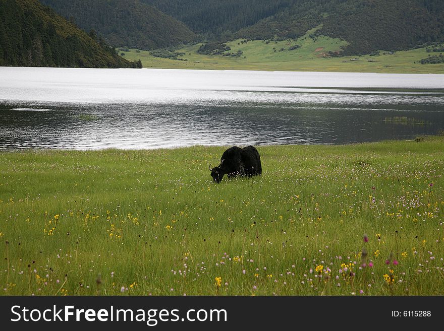 A photo of one yak on the meadow beside a lake