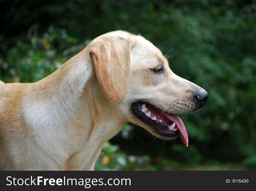 Labrador Puppy In The Forest