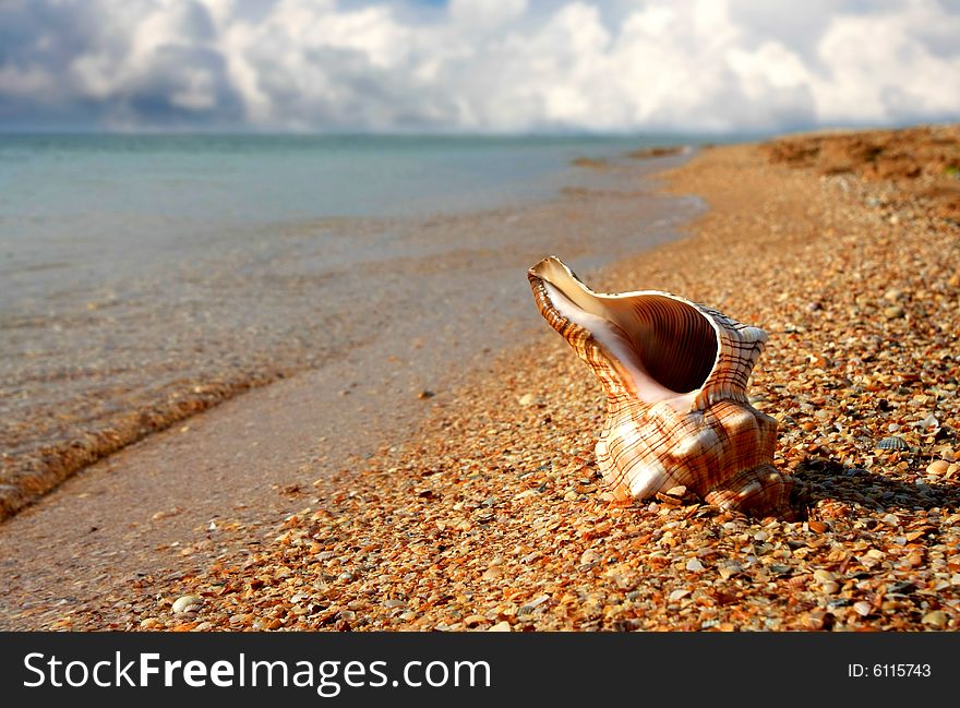 Seashell on the sea coast