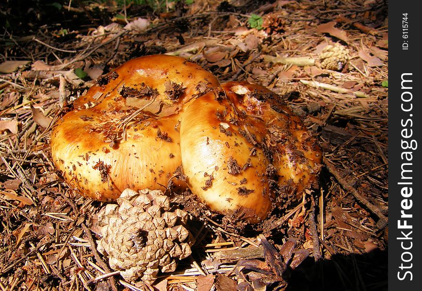 New mushrooms under the sun in a beautiful forest. New mushrooms under the sun in a beautiful forest.