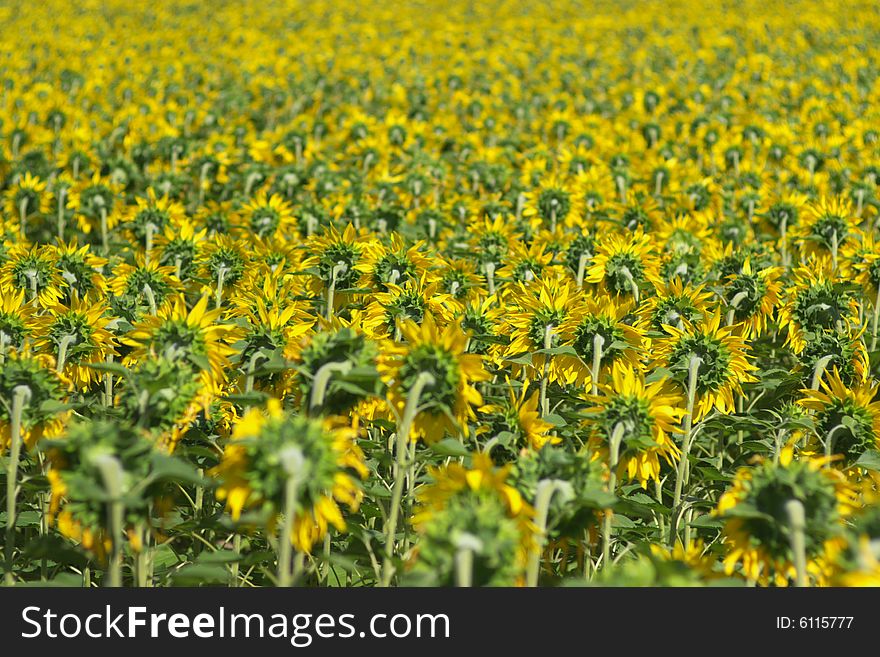 A perspective view on farm fileld full with yellow blossom sunflowers, horizontal. A perspective view on farm fileld full with yellow blossom sunflowers, horizontal