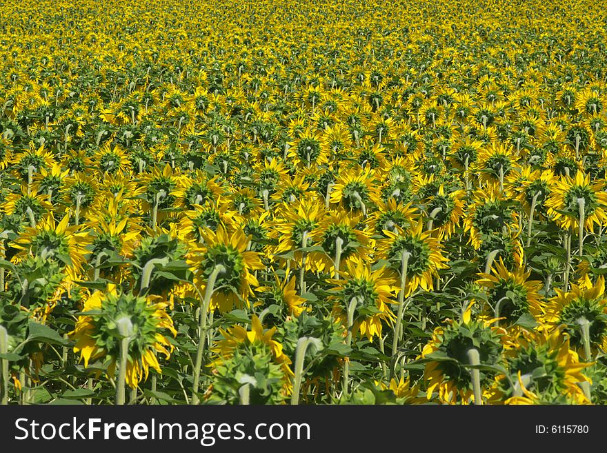 A perspective view on farm field full with yellow blossom sunflowers, all turned back. horizontal. A perspective view on farm field full with yellow blossom sunflowers, all turned back. horizontal.