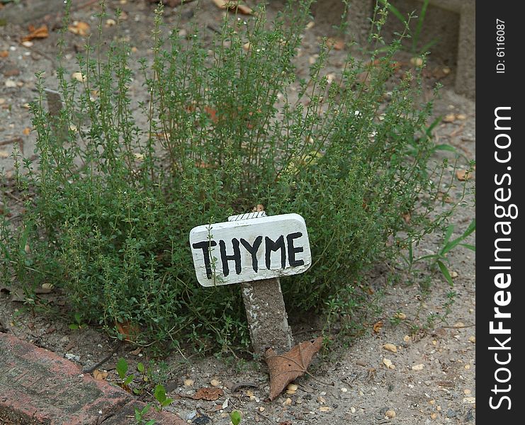 Thymus vulgaris or Thyme plant in herb garden