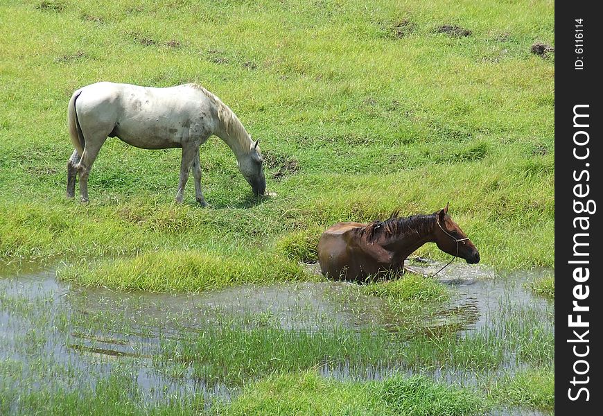 Horse taking a bathe, in a green grass farm