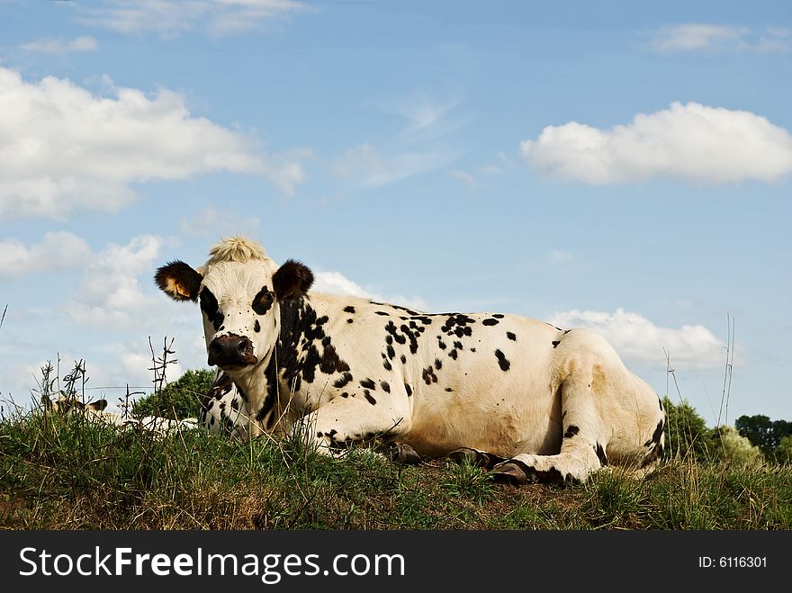 Recumbant Cow