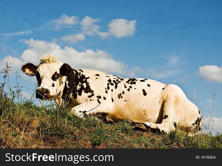 A French cow relaxes in the summer sun. A French cow relaxes in the summer sun