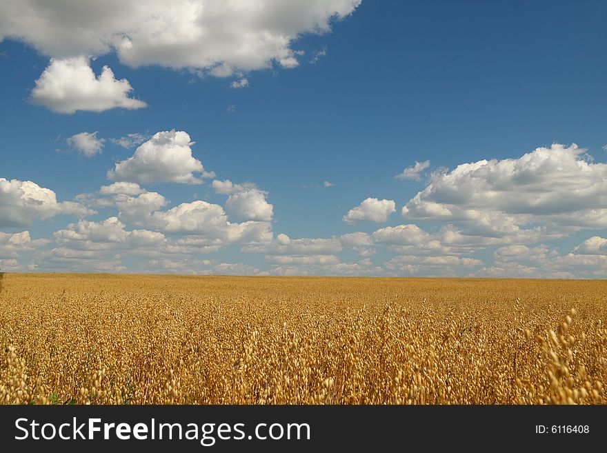 Golden oat field over blue sky