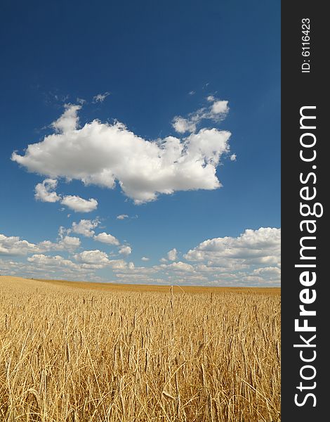 Golden wheat field over blue sky and some clouds