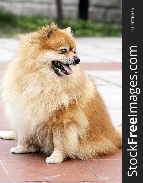 A cute Pomeranian,it's watching other dogs in the park outdoors,