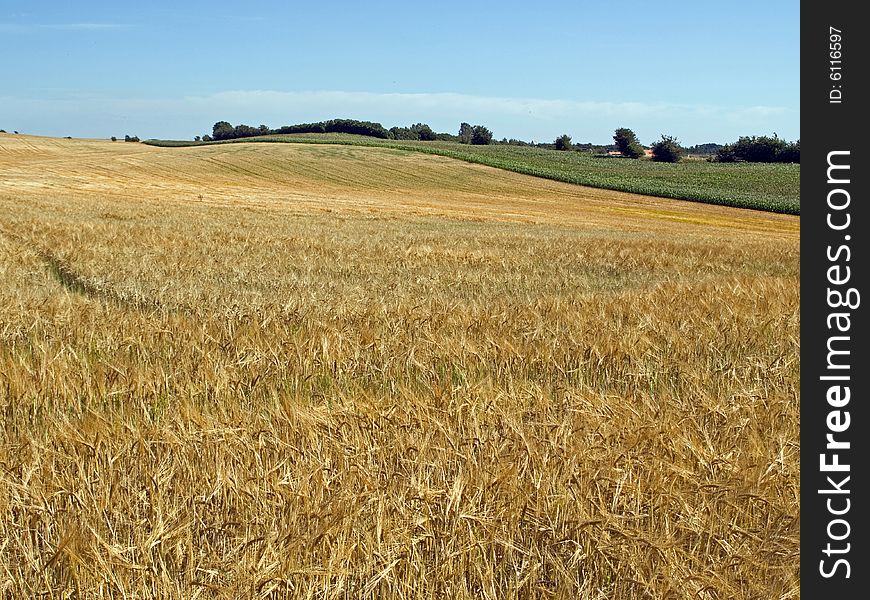 Landscape of wheat field in the summer