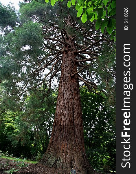 Sequoia (Gigantea) Planted 1876