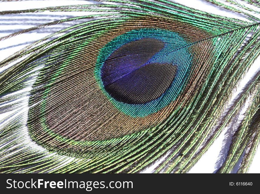 Peacock feather  against a white background.