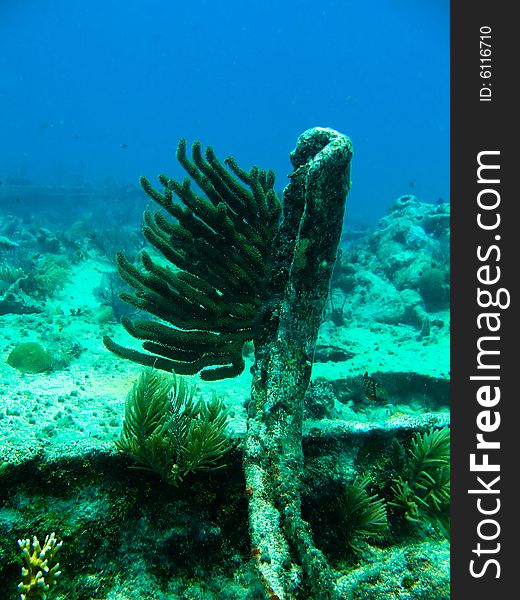 Shots of scuba diving in the Florida keys