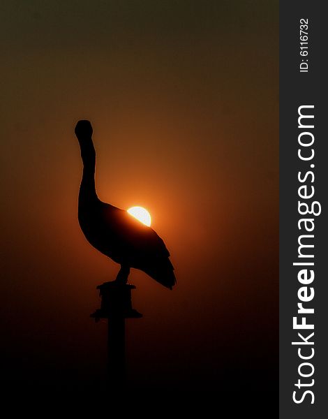 Photo of a pelican with a nice sunset surrounding sky. Photo of a pelican with a nice sunset surrounding sky.