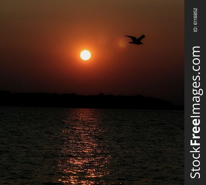 Photo of a pelican with a nice sunset surrounding sky. Photo of a pelican with a nice sunset surrounding sky.