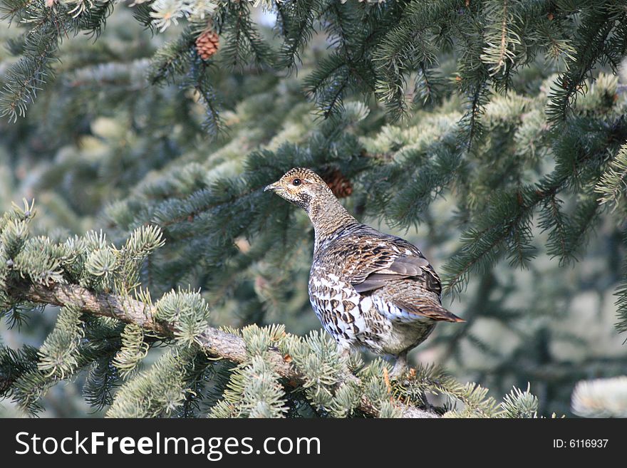 Spruce grouse perched on a limb