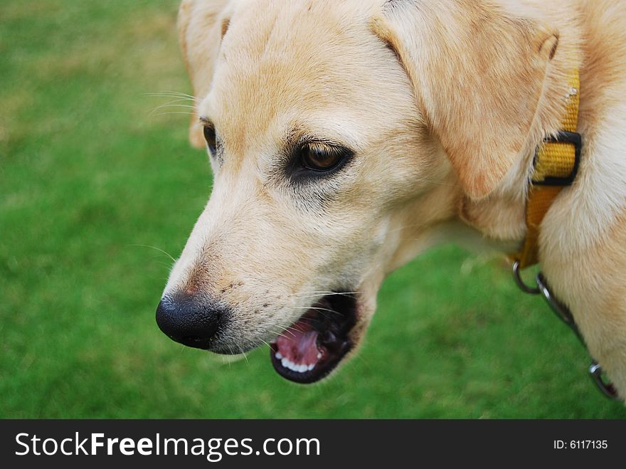 A white and golden dog. A white and golden dog