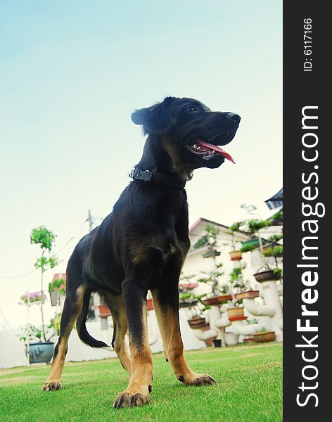 A black puppy standing on the garden