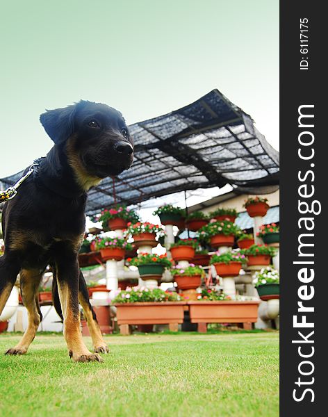 A black puppy standing on the garden