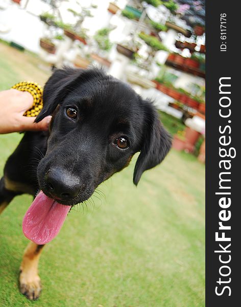 A black puppy showing his silly face