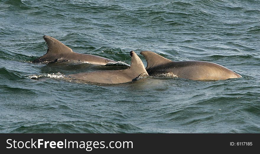 A trio of dolphins swimming in the ocean. A trio of dolphins swimming in the ocean