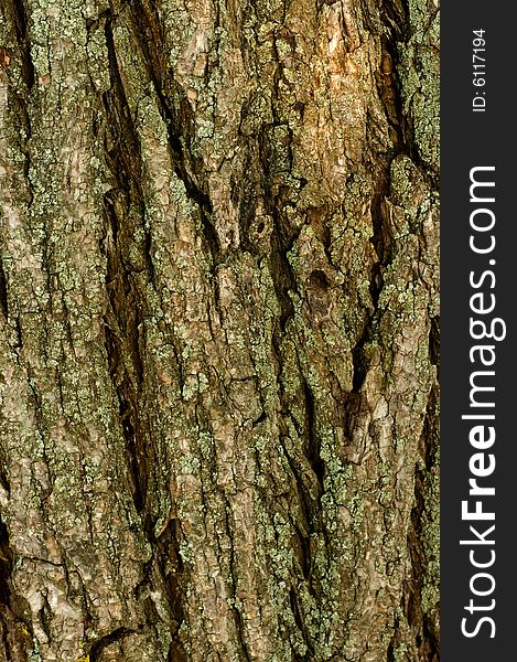 Bark of old tree for use background