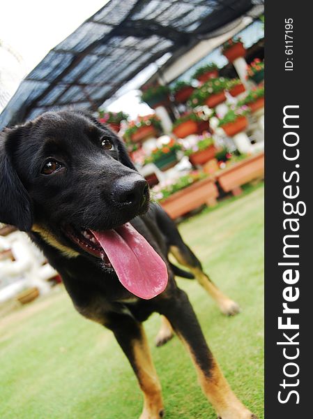 A black puppy standing on the garden