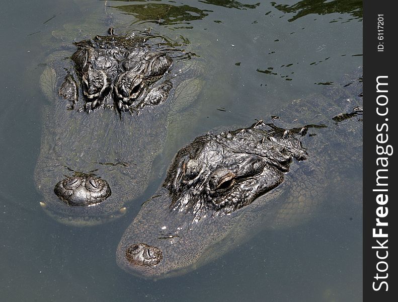 A pair of gators sitting near the edge of a pool. A pair of gators sitting near the edge of a pool
