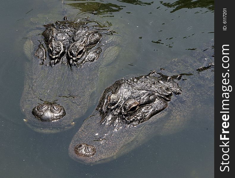 Aligator Pair