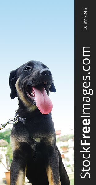 A black puppy sitting on the garden