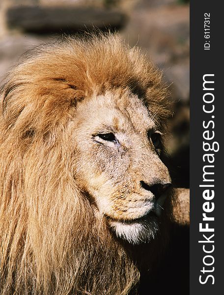 The profile of a male lion. The profile of a male lion.