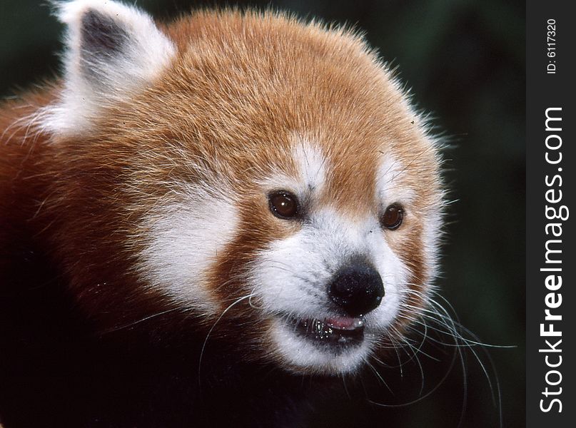 The smiling face of a cute red panda. The smiling face of a cute red panda