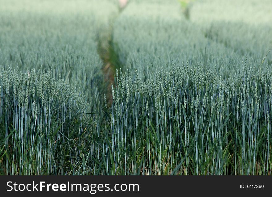 Field with rows of green grains. Field with rows of green grains