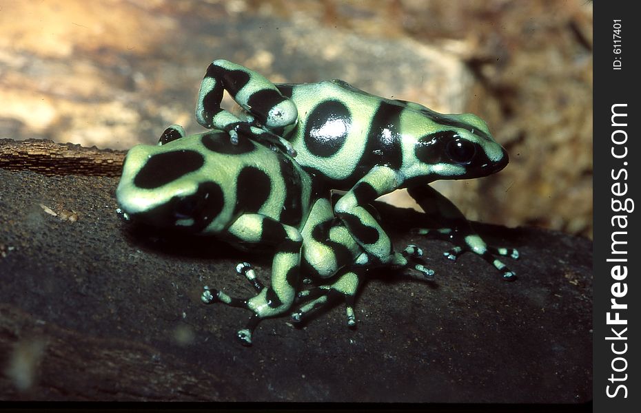 Green And Black Poison Dart Frog Pair