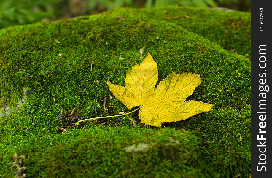 A colourful yellow leaf on a stone covered with green musk. A colourful yellow leaf on a stone covered with green musk.