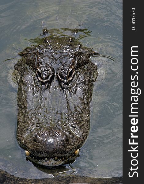 The head of an alligator peeking out of the water. The head of an alligator peeking out of the water.
