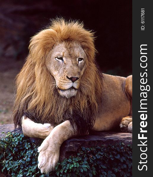 A male lion resting on  boulder