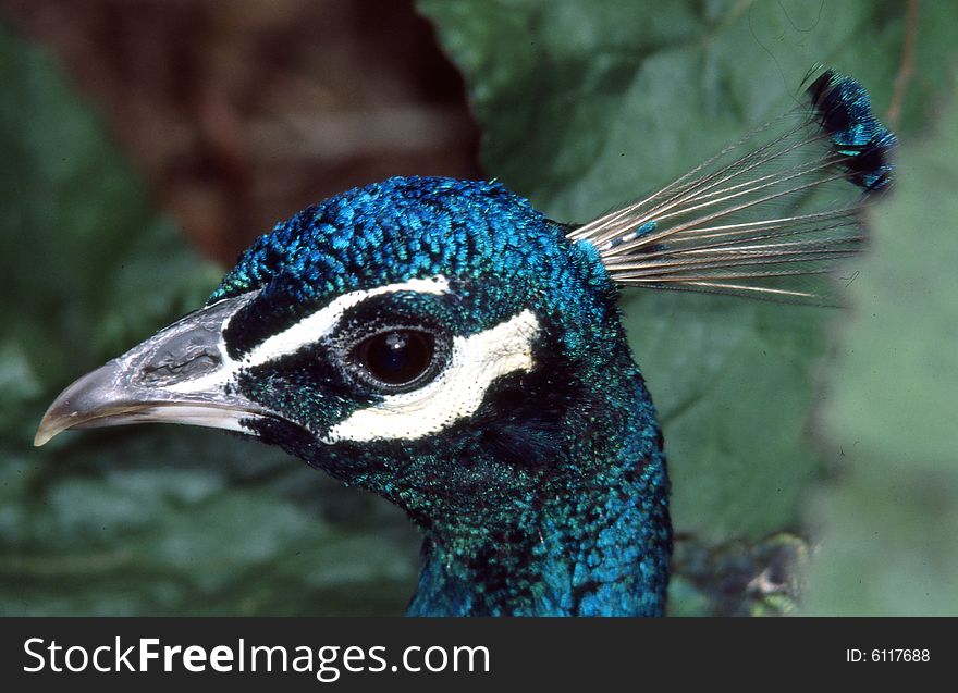 Peacock Face