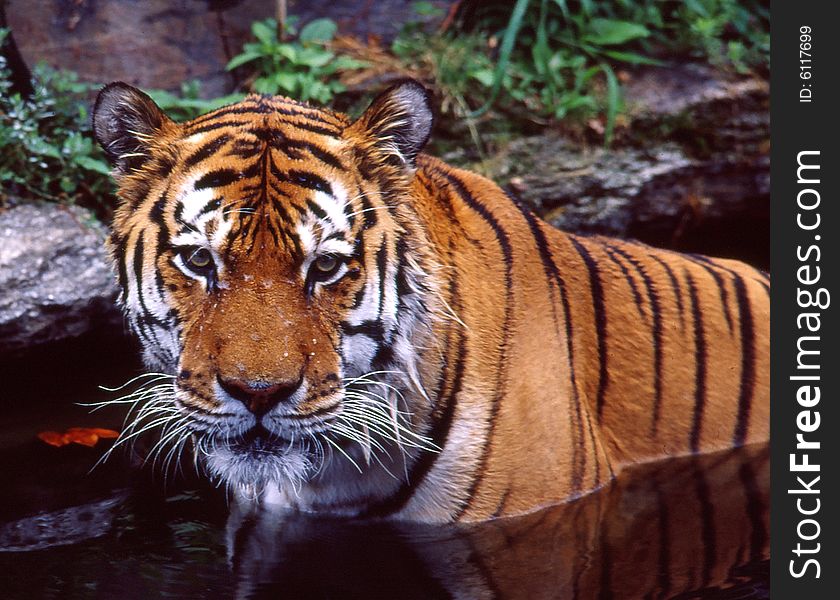 A tiger sitting in a placid pool of water. A tiger sitting in a placid pool of water