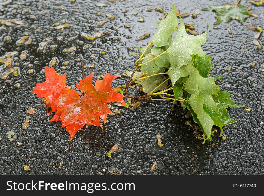 Red and green maple leaves against rainy pavement. Red and green maple leaves against rainy pavement