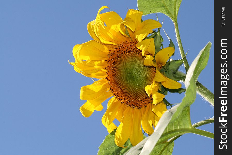 Sunflower on the background of blue sky