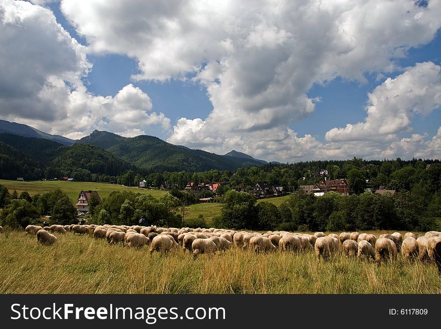 Flock of sheeps in the polish mountains
