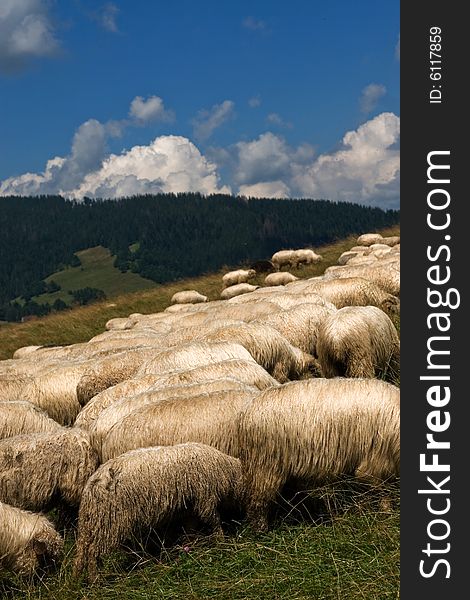 Flock of sheeps in the polish mountains