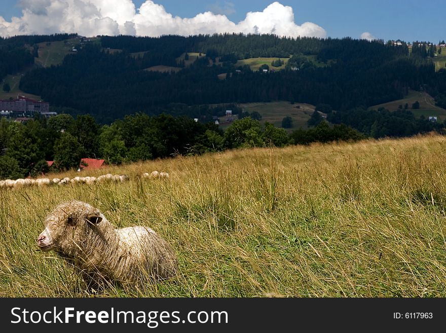 Alone sheep in the polish mountains