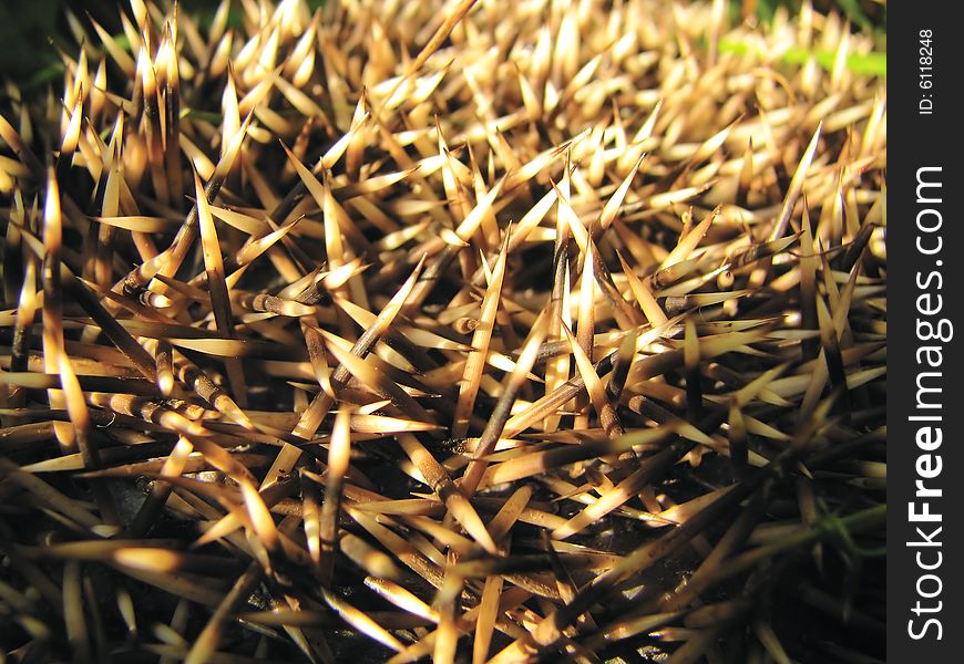 Needles Of A Hedgehog