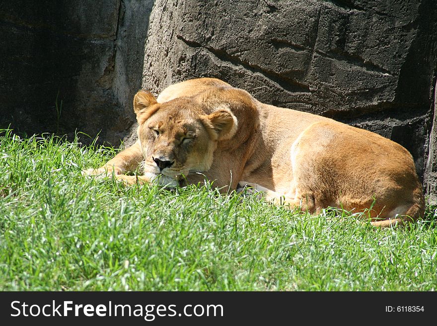 Lion lazing around in the summer sun. Lion lazing around in the summer sun