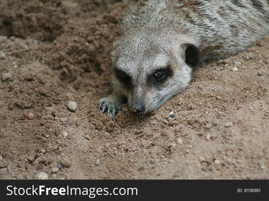 Meerkat trying to escape the heat by laying in the dirt. Meerkat trying to escape the heat by laying in the dirt